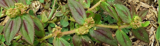 Pillenwolfsmilch - Euphorbia hirta