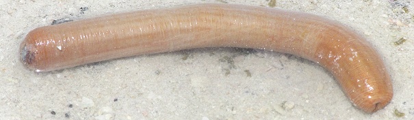 Eichelwurm