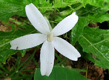 Hippobroma-longiflora