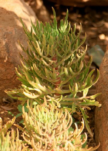 Kalanchoe laciniata in Kenia