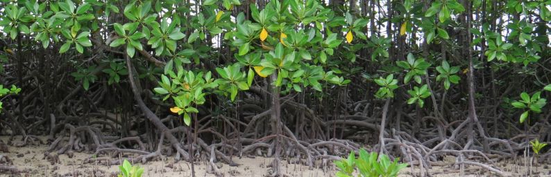 Mangroven 