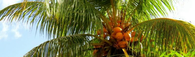 Palmen in Afrika