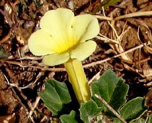Pedalium murex in Kenia