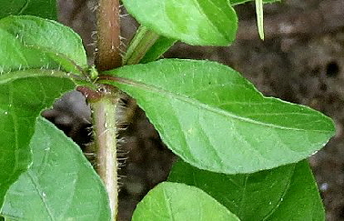 Ruellia tuberosa 