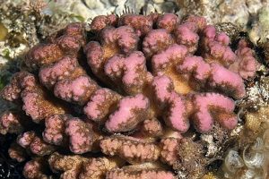 Korallen & Schwämme