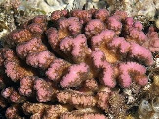 Korallen und Schwämme