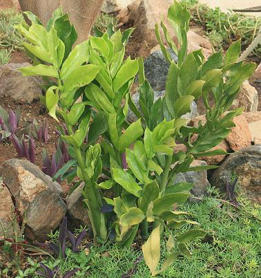 Zamioculcas zamiifolia in Kenia