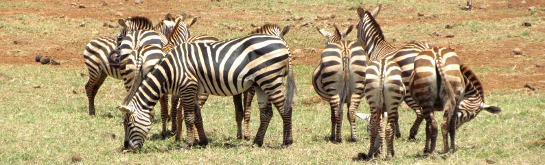 Zebraherde in Tsavo
