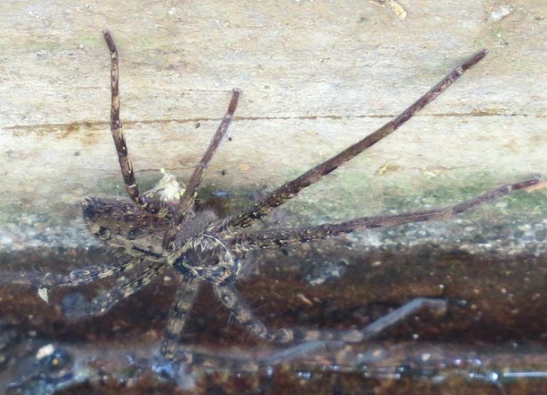 Heteropoda venatoria Safari Afrika