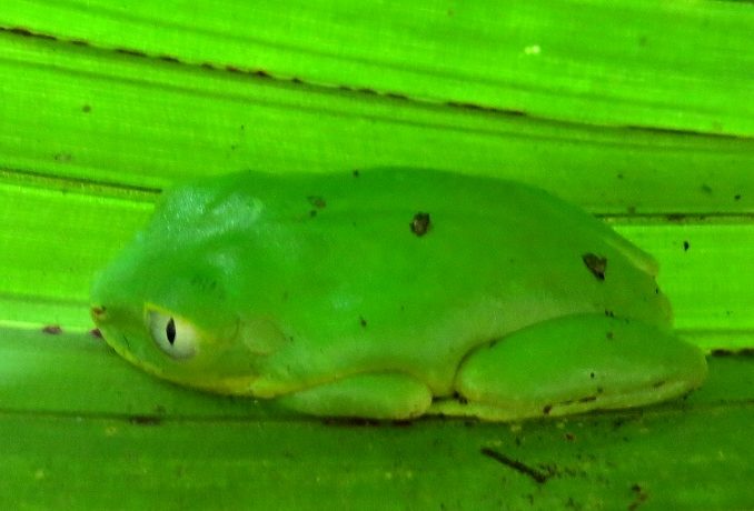 BongoTies Kabelbinder 10 Stück, 12,7 Cm: Wiederverwendbare Krawatten Aus Naturkautschuk Für Kabel & Mehr – Baumfrosch-Design