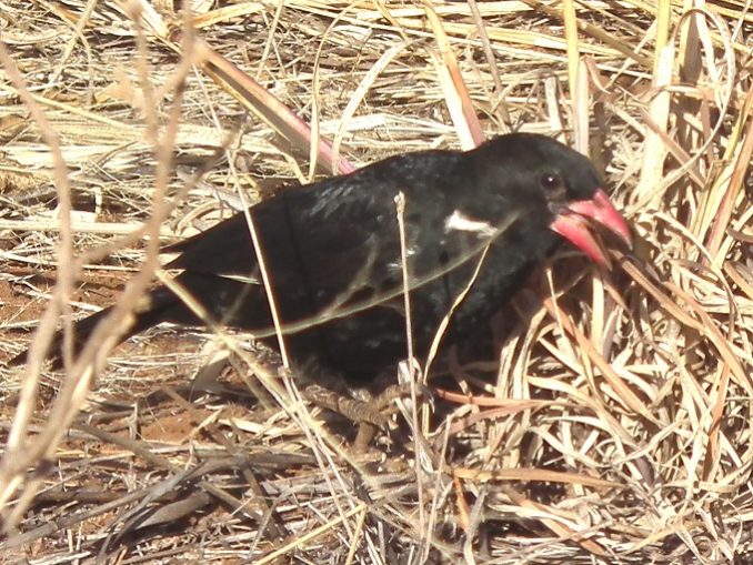Büffelweber Safari Afrika