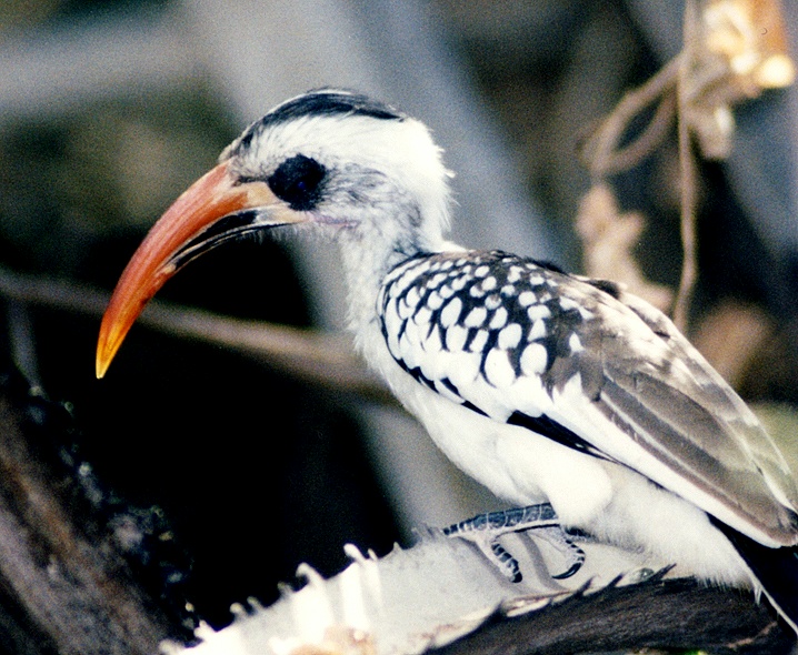 Tockus kempi Safari Afrika