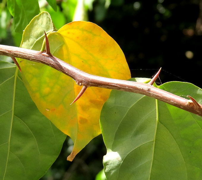 Bougainvillea spectabilis
