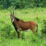 Rappenantilope - Hippotragus niger