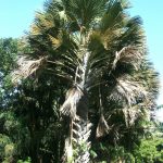 Talipot Palme - Corypha umbraculifera