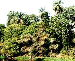 Abuko Nationalpark in Gambia