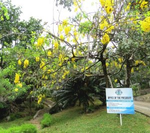 Cassia fistula im Garten des Büros vom Präsidenten der Republik Seychellen