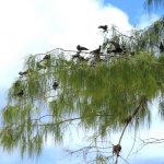 Casuarina equisetifolia Seevögel auf Cousin, Seychellen