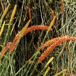Männliche Blüten der Casuarina equisetifolia in Ägypten
