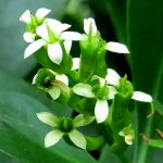 Blüten von Lumnitzera racemosa
