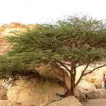 Vachellia tortilis subsp. raddiana in der Ägyptischen Wüste