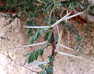 Vachellia tortilis subsp. raddiana