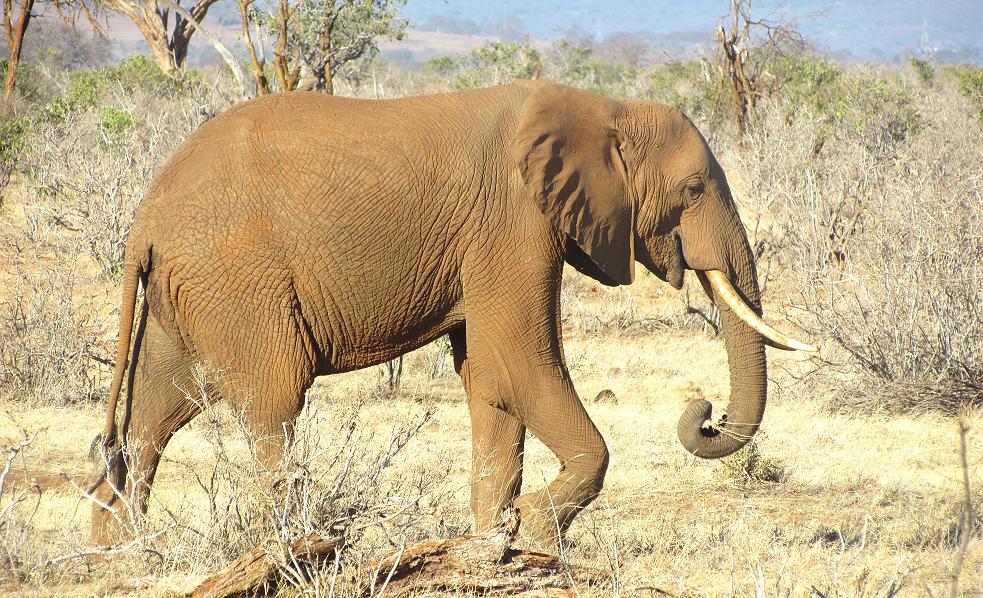 Afrikanischer Elefant Safari Afrika