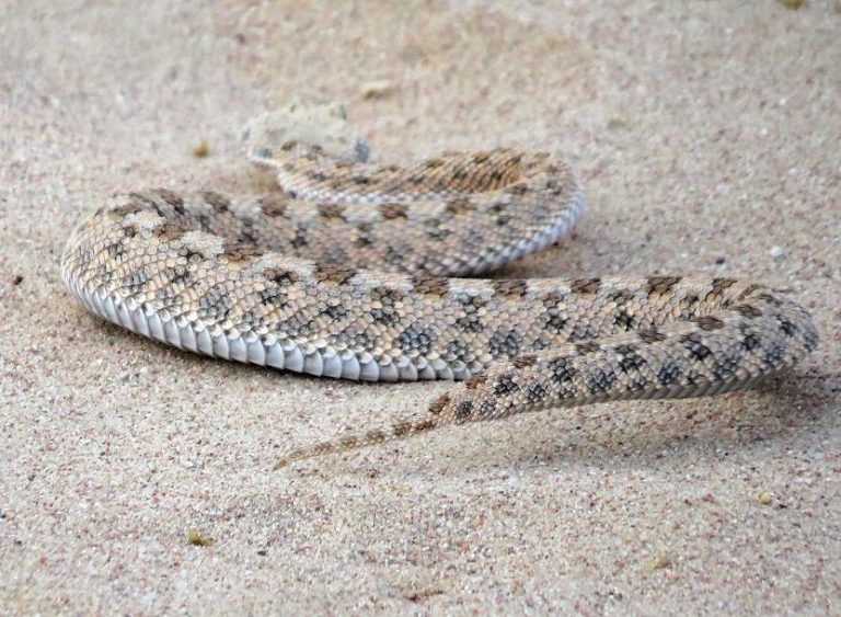 Cerastes vipera Safari Afrika