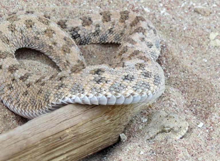 Cerastes vipera Safari Afrika