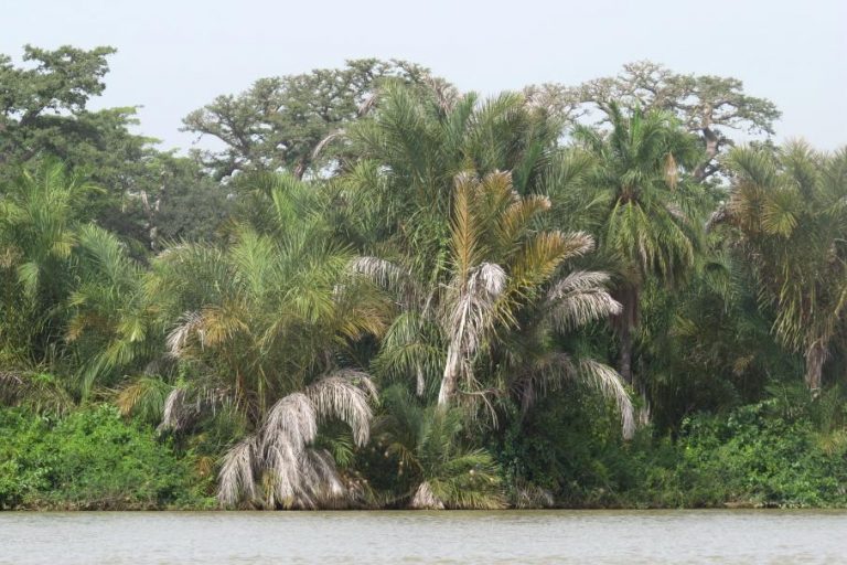 River Gambia Nationalpark Safari Afrika
