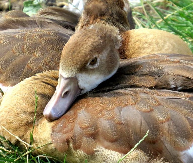 Nilgans Safari Afrika