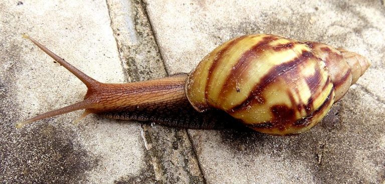 Achatina achatina Safari Afrika