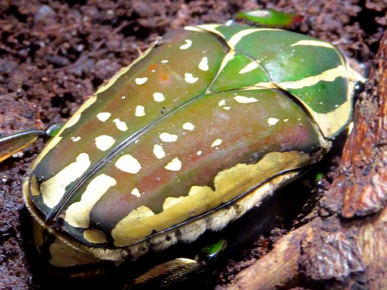 Mecynorrhina polyphemus Safari Afrika