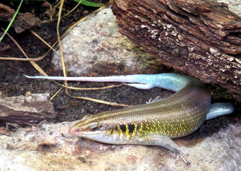 Trachylepis quinquetaeniata Safari Afrika