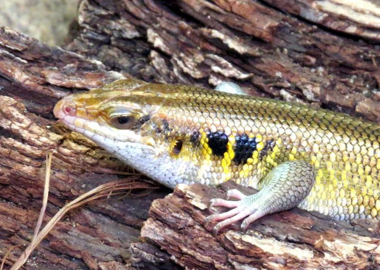 Trachylepis quinquetaeniata Safari Afrika