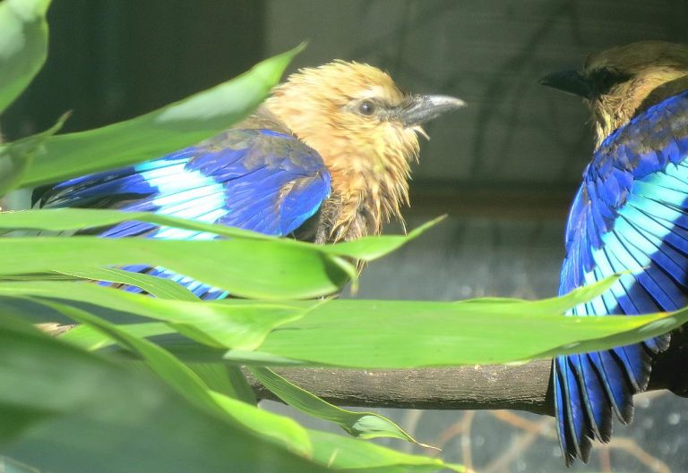 Coracias cyanogaster Safari Afrika