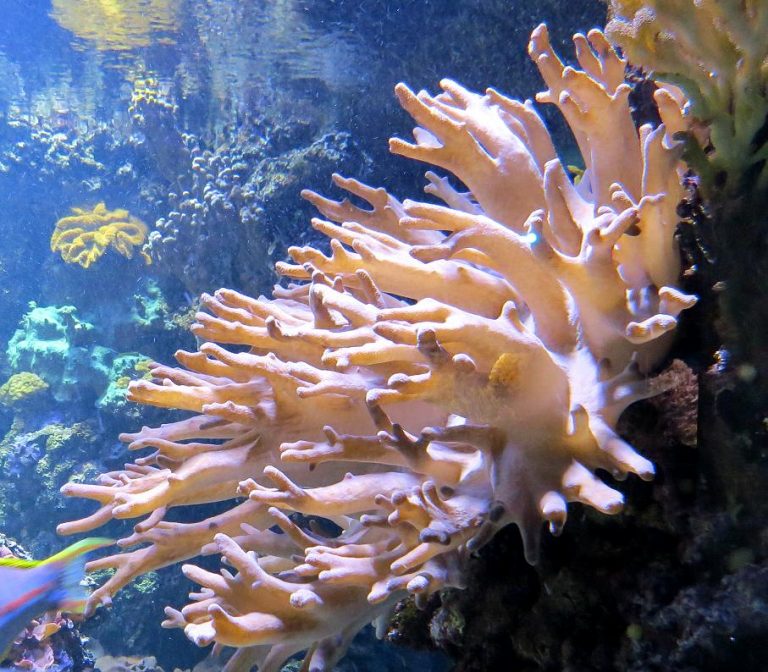 Sinularia sp. Safari Afrika